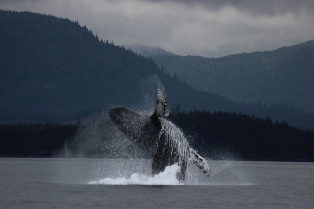 Whale Point Cabin