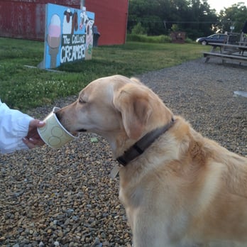 Collins Creamery - Here is the 4 legged busser taking care of my cup for me. - Ice Cream & Frozen Yogurt Near Me - Enfield, Connecticut Collins Creamery - Here is the 4 legged busser taking care of my cup for me. - Ice Cream & Frozen Yogurt Near Me - Enfield, Connecticut
