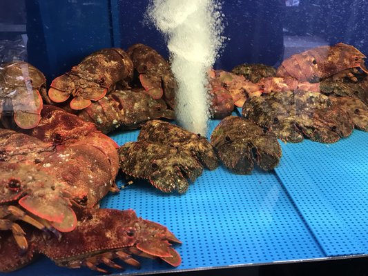 Tsukiji Outer Market by null