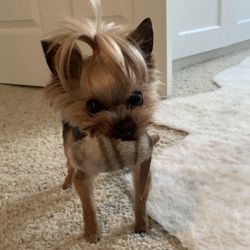 Animal Medical Center - Bella 4lb 12 year old yorkie who has Chiari malformation & Syringomyelia