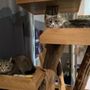 Photo of Pounce Play and Stay