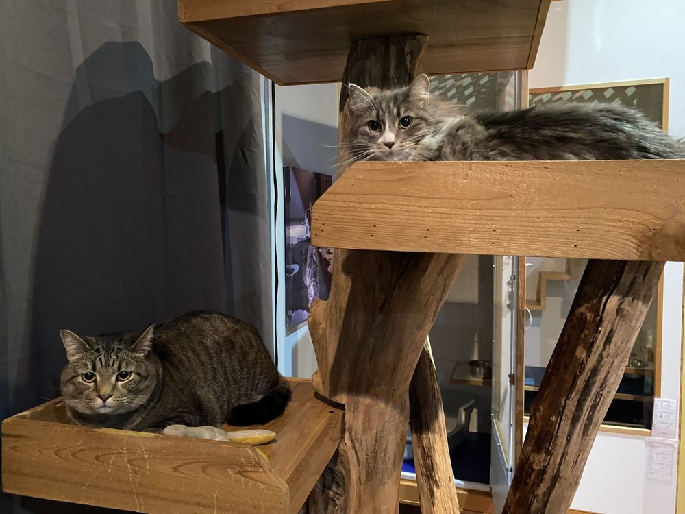Pounce Play and Stay - pet boarding facility in Portland, OR