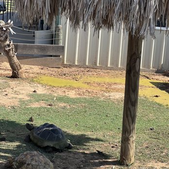 Franklin Drive Thru Safari - Tortoises looked very happy - Petting Zoos Near Me - Franklin, Texas Franklin Drive Thru Safari - Tortoises looked very happy - Petting Zoos Near Me - Franklin, Texas