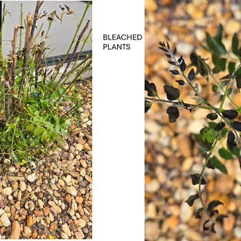 Dream Team Improvements - bleach soaked plants - Window Washing Near Me - Orlando, Florida