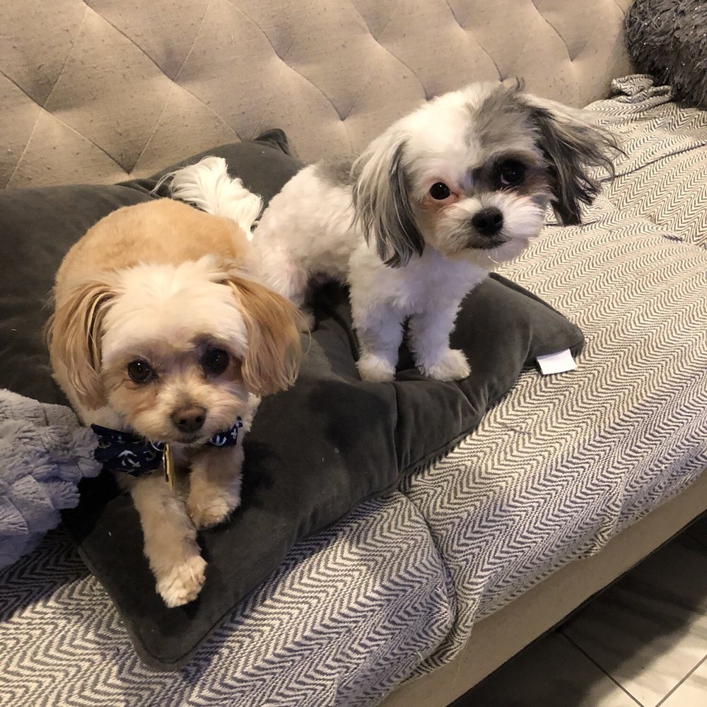 Shedding Clean Pet Grooming - Pet Groomers Near Me - Phoenix, Arizona Shedding Clean Pet Grooming - Pet Groomers Near Me - Phoenix, Arizona