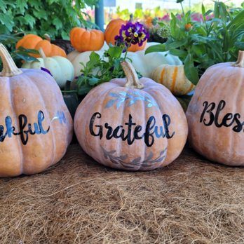 Marcum's Nursery - Pumpkins - Nurseries & Gardening Near Me - Ardmore, Oklahoma