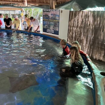 Florida Keys Aquarium Encounters - Stingray encounter - Aquariums Near Me - Marathon, Florida Florida Keys Aquarium Encounters - Stingray encounter - Aquariums Near Me - Marathon, Florida