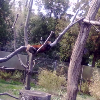 Prospect Park Zoo - a red panda hanging out - Zoos Near Me - Brooklyn, New York Prospect Park Zoo - a red panda hanging out - Zoos Near Me - Brooklyn, New York