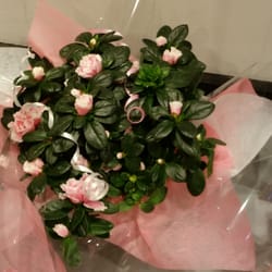 Blumen Grün Punkt