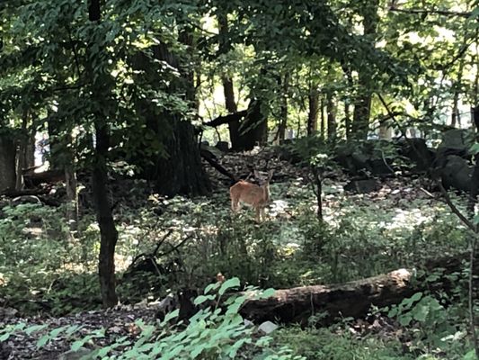 Fort Lee Historic Park, Palisades Interstate Park Commission by null