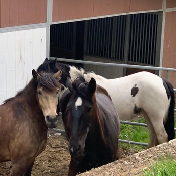 Encanto Equestrian Center - Friends together in the turnout - Horseback Riding Near Me - Duarte, California Encanto Equestrian Center - Friends together in the turnout - Horseback Riding Near Me - Duarte, California