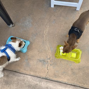 Redondo Dog - Pet Services Near Me - Carson, California Redondo Dog - Pet Services Near Me - Carson, California