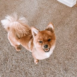 Chia after her haircut! Acting super playful and happy. Chia after her haircut! Acting super playful and happy.