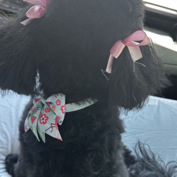 Paws of Attraction - Look at the cute bows!!!! 7.26.2025 - Pet Groomers Near Me - Tempe, Arizona Paws of Attraction - Look at the cute bows!!!! 7.26.2025 - Pet Groomers Near Me - Tempe, Arizona