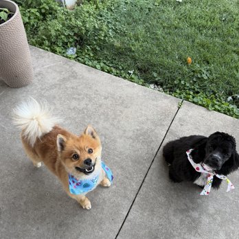 Fluffheads Dog Grooming - Gigi and Roger after look! - Pet Groomers Near Me - Countryside, Illinois Fluffheads Dog Grooming - Gigi and Roger after look! - Pet Groomers Near Me - Countryside, Illinois