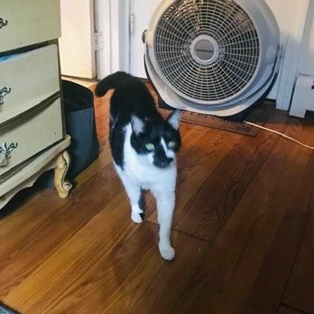 Concord Animal Hospital - Addie , 14 years . - Veterinarians Near Me - Concord, Massachusetts Concord Animal Hospital - Addie , 14 years . - Veterinarians Near Me - Concord, Massachusetts