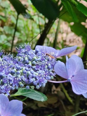 Imperial Palace East National Gardens by null