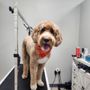 Pal of Mine Dog Grooming