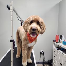 Pal of Mine Dog Grooming