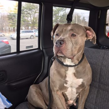 Pet Supplies Plus Haverhill - Pebbles! - Pet Stores Near Me - Haverhill, Massachusetts Pet Supplies Plus Haverhill - Pebbles! - Pet Stores Near Me - Haverhill, Massachusetts