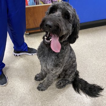 PetSmart - Pet Training Near Me - Annapolis, Maryland