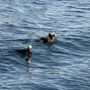 Kenai Fjords Cruise by Phillips Cruises & Tours