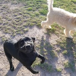 daffy's pampered pets