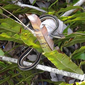 Audubon's Corkscrew Swamp Sanctuary - Peninsular Ribbon Snake (close-up). - Hiking Near Me - Naples, Florida Audubon's Corkscrew Swamp Sanctuary - Peninsular Ribbon Snake (close-up). - Hiking Near Me - Naples, Florida