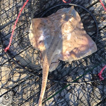 Jennette's Pier - This is a skate. Of course, we released everything that we caught. - Aquariums Near Me - Nags Head, North Carolina
