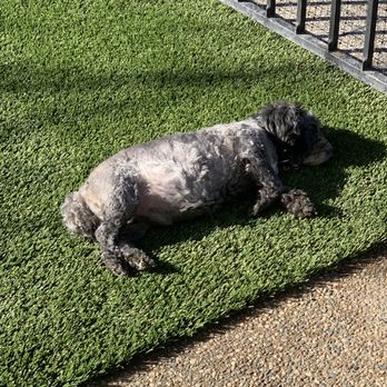 Artificial Turf By Fenix - Artificial Turf Near Me - Rocklin, California Artificial Turf By Fenix - Artificial Turf Near Me - Rocklin, California