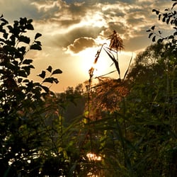 Niederwiesenweiher