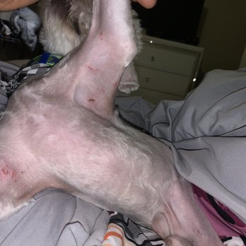 Petz Mania - Bruising - Pet Groomers Near Me - Dallas, Texas