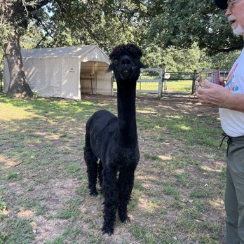 Nana's pacas - Attraction Farms Near Me - Flower Mound, Texas
