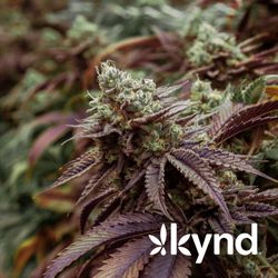 Ayr Wellness Medical Marijuana Dispensary Montgomeryville