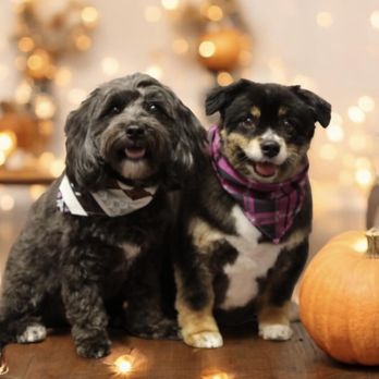Picture Perfect Grooming - Pet Groomers Near Me - Clarksville, Tennessee Picture Perfect Grooming - Pet Groomers Near Me - Clarksville, Tennessee