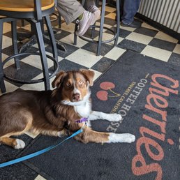 Love Wild Cherries being dog friendly. Little Burton loves going there to get his morning cup of java to keep him energized all day! Love Wild Cherries being dog friendly. Little Burton loves going there to get his morning cup of java to keep him energized all day!
