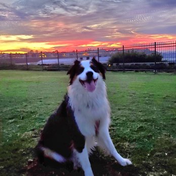 Fetch! Pet Care - Pet Sitting Near Me - Santa Monica, California Fetch! Pet Care - Pet Sitting Near Me - Santa Monica, California
