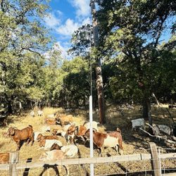 Bidwell Park
