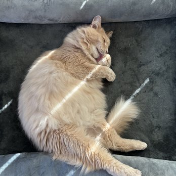 Urban Sophisticats - Cat after grooming - Pet Groomers Near Me - Littleton, Colorado Urban Sophisticats - Cat after grooming - Pet Groomers Near Me - Littleton, Colorado
