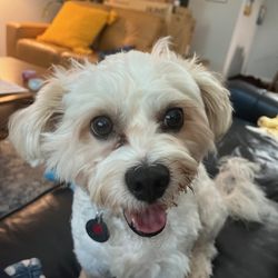 Humane Rescue Alliance  - Rico now