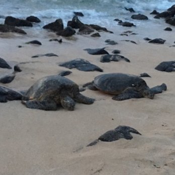 Laniakea Beach - Beaches Near Me - Haleiwa, Hawaii