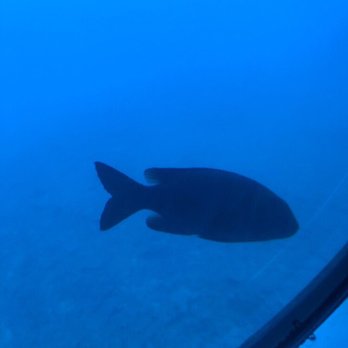 Atlantis Submarines - Fishies - Tours Near Me - Lahaina, Hawaii Atlantis Submarines - Fishies - Tours Near Me - Lahaina, Hawaii