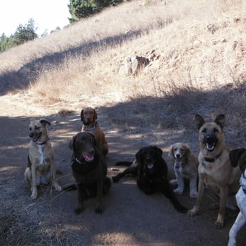 Dogs of Berkeley - Pet Boarding Near Me - Berkeley, California Dogs of Berkeley - Pet Boarding Near Me - Berkeley, California