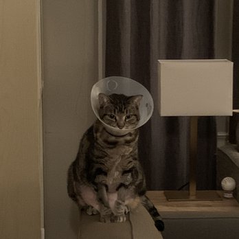 Ark Animal Hospital - She's back to health and tormenting the puppy by sitting just out of reach! - Veterinarians Near Me - Casper, Wyoming Ark Animal Hospital - She's back to health and tormenting the puppy by sitting just out of reach! - Veterinarians Near Me - Casper, Wyoming