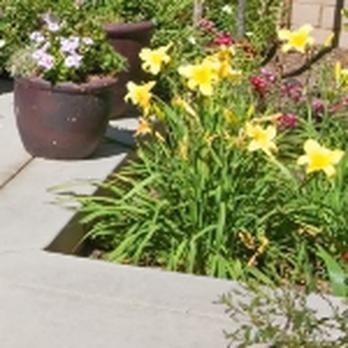 Alex Irrigation & Landscaping - a flower garden - Landscaping Near Me - Carlos, Minnesota Alex Irrigation & Landscaping - a flower garden - Landscaping Near Me - Carlos, Minnesota