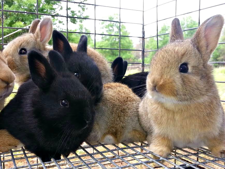 MONARCH MEADOWS RABBITRY Updated April 2024 Grayling, Michigan