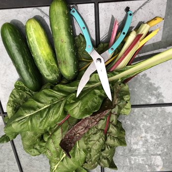 Sparta Farmers Market - Fresh cukes and Swiss chard - Farmers Market Near Me - Sparta, New Jersey