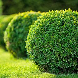 AP Lawn Services