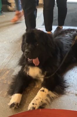 Gentile Brewing Company by null