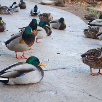 Coffee on the Rocks - a flock of ducks - Coffee & Tea Near Me - Estes Park, Colorado